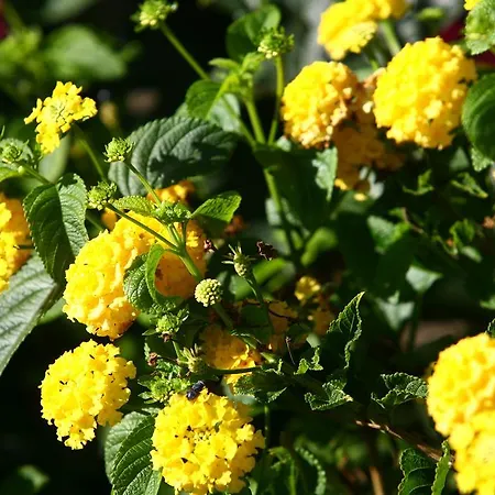 Smeralda Apartmán *