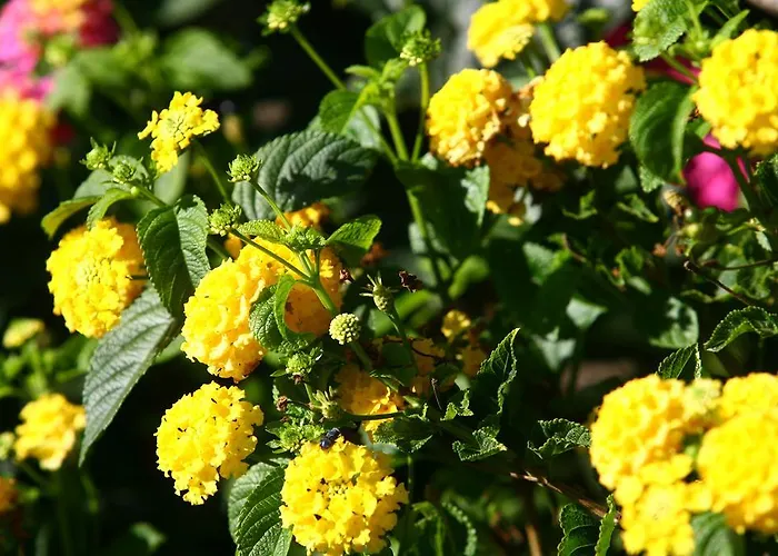 Résidence Smeralda Apartamento *